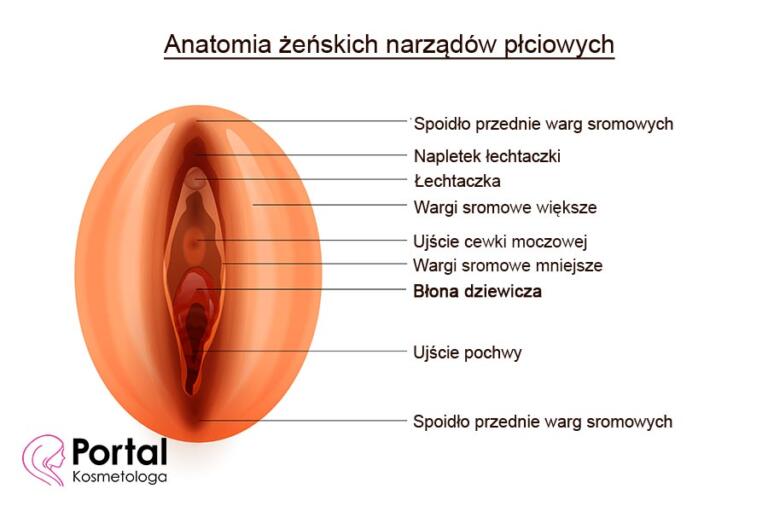 B Ona Dziewicza Portal Kosmetologa