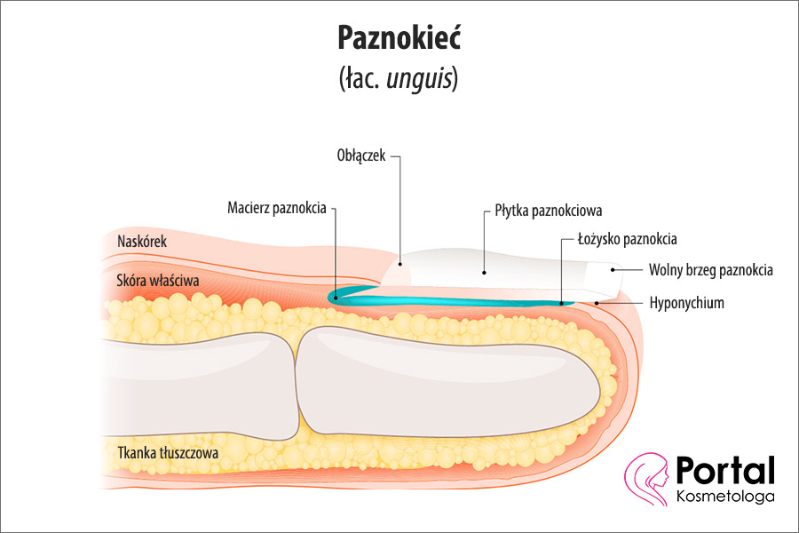 Paznokieć (łac. unguis)