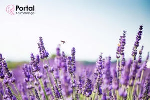 Lawenda w kosmetyce