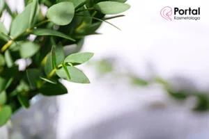 Eukaliptus - właściwości zdrowotne