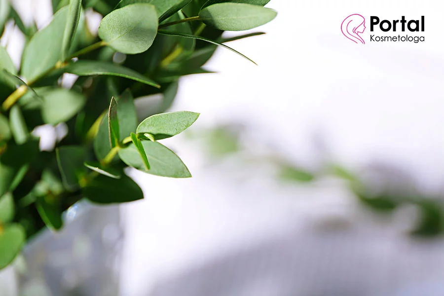 Eukaliptus - właściwości zdrowotne