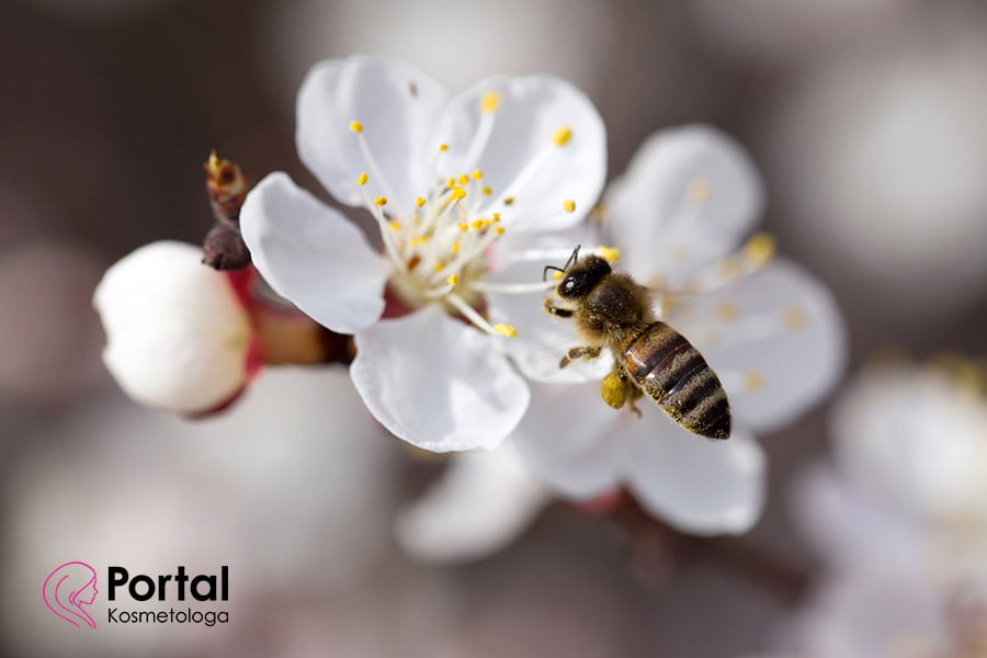 Pyłek kwiatowy - właściwości i zastosowanie