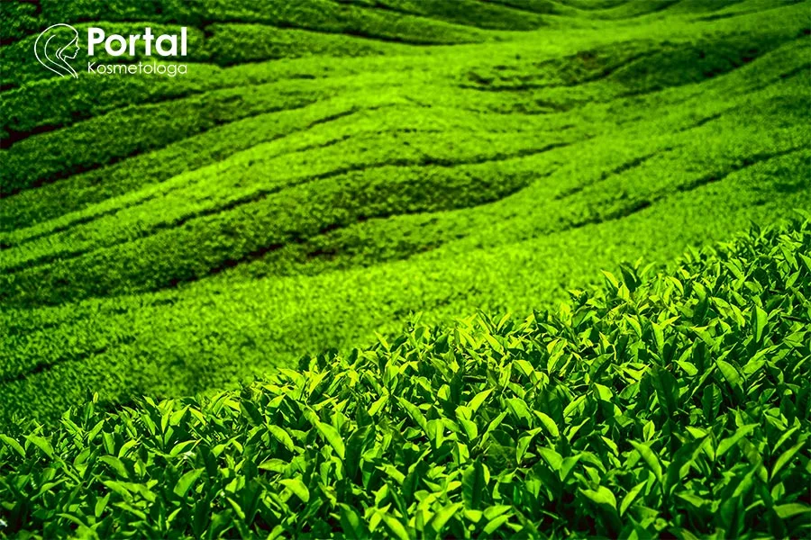 Liście krzewu herbacianego w kosmetologii