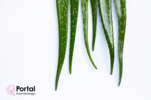 Rośliny lecznicze w chorobach skóry