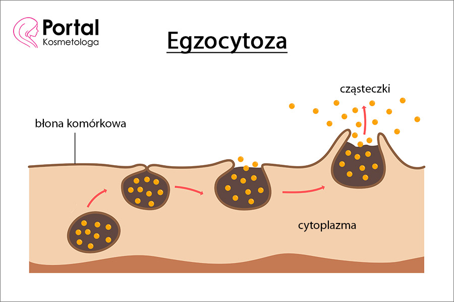 Egzocytoza