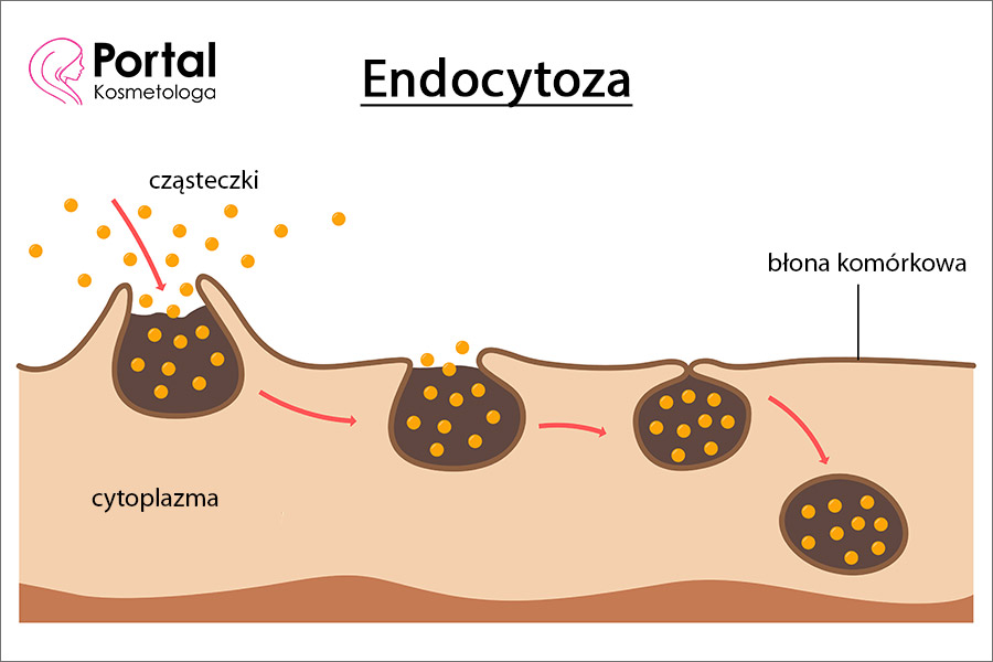Endocytoza
