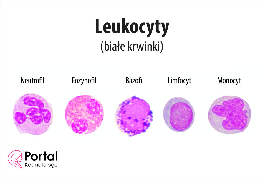 Leukocyty (białe krwinki)
