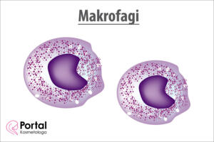Makrofagi