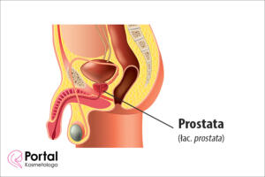 Prostata (łac. prostata)
