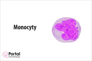 Monocyty