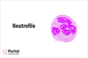 Neutrofile