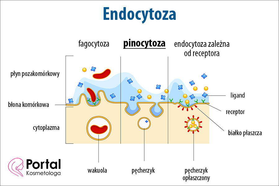 Pinocytoza