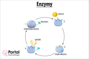 enzymy