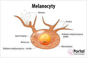 Melanocyty