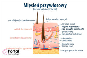 Mięsień przywłosowy