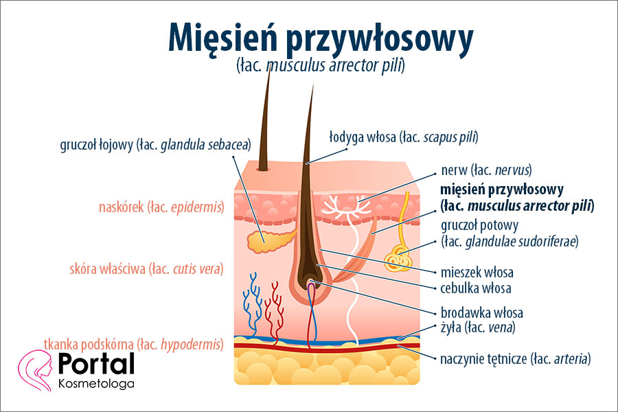 Mięsień przywłosowy