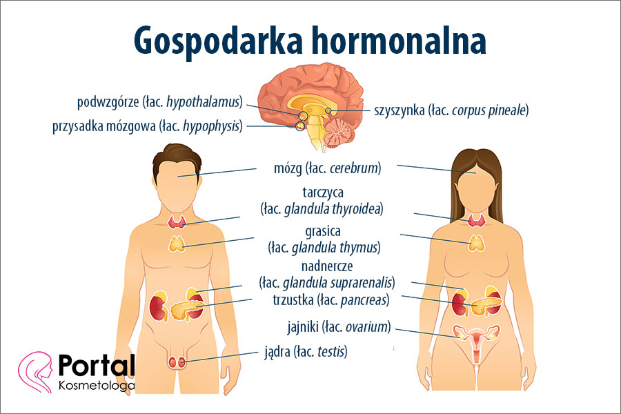 Gospodarka hormonalna