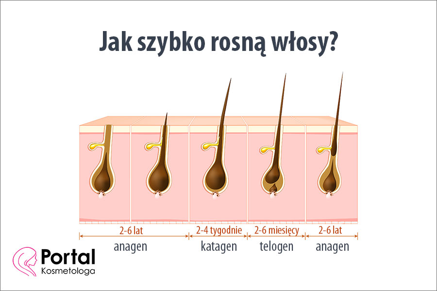 Jak szybko rosną włosy?