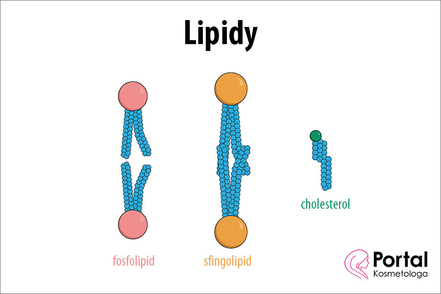 Lipidy