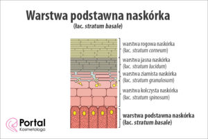 Warstwa podstawna naskórka