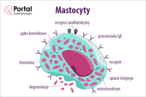 Mastocyty