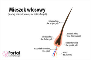 Mieszek włosowy