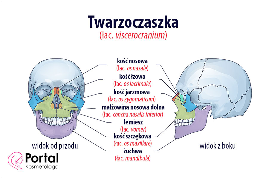 Twarzoczaszka