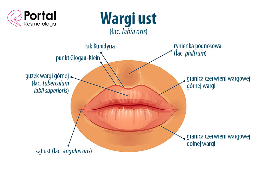 Wargi ust