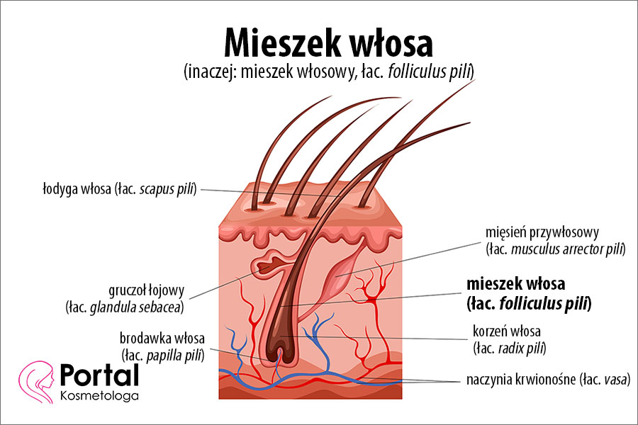 Mieszek włosa