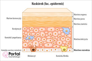Warstwa rozrodcza naskórka