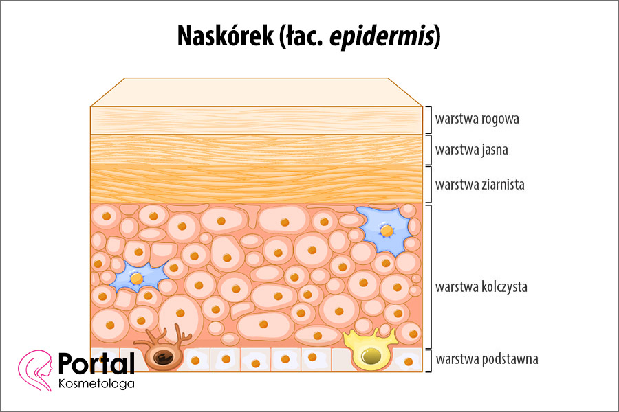 Naskórek (łac. epidermis)