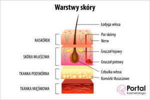 Warstwy skóry