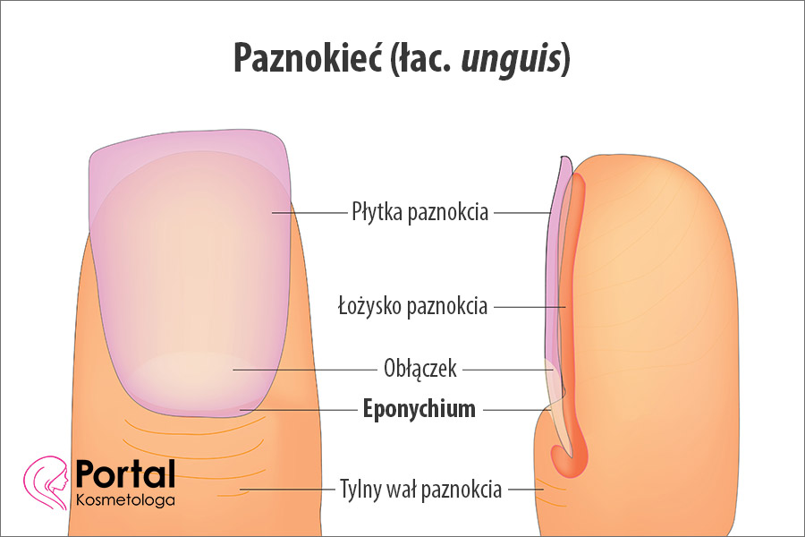 Eponychium paznokcia