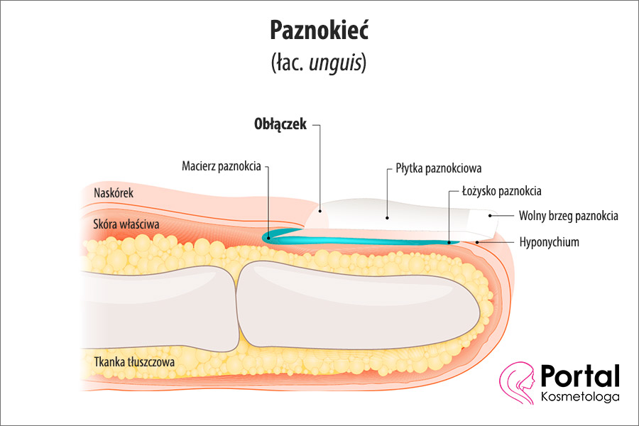 Obłączek paznokcia