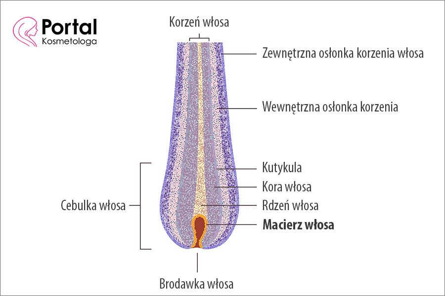 Macierz włosa
