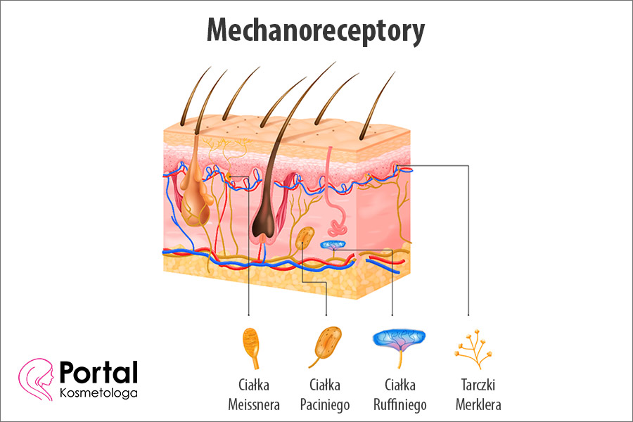 Mechanoreceptory