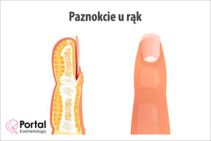 Paznokcie u rąk