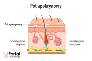 Pot apokrynowy