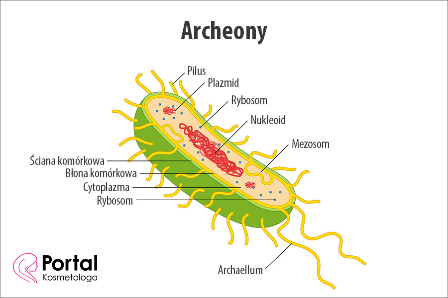 Archeony