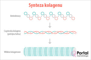 Synteza kolagenu