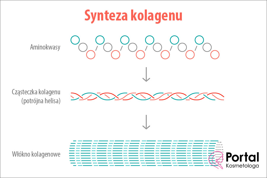 Synteza kolagenu
