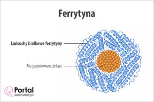 Ferrytyna