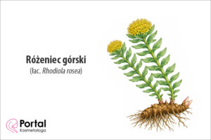Różeniec górski