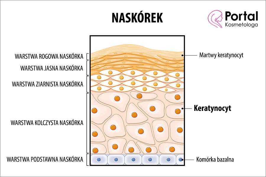 Keratynocyt